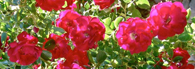 10-roses-630x225