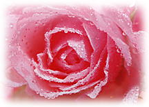 The Rose, used extensively in Aromatherapy