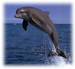 Dolphin Energy