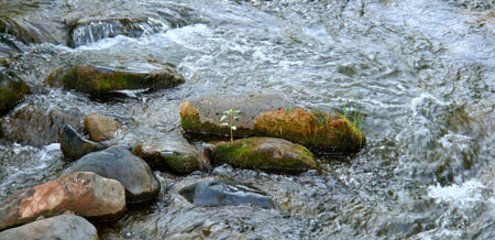 creek 3
